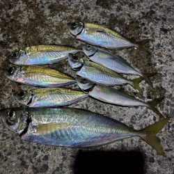 アジング　40cm越えた～