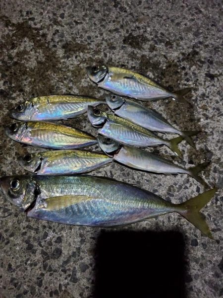 アジング　40cm越えた～