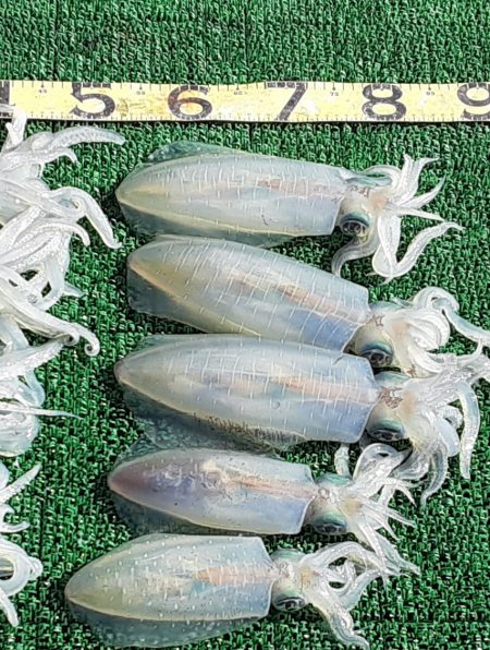 冬季ティップラン