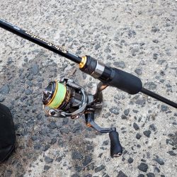 激渋　アジング