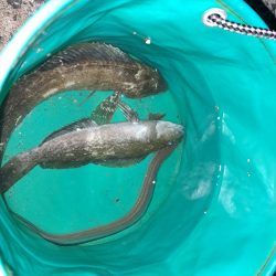 初釣りでアイナメ