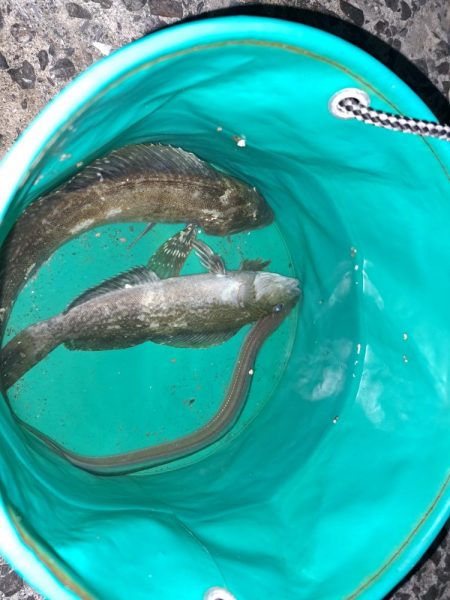 初釣りでアイナメ