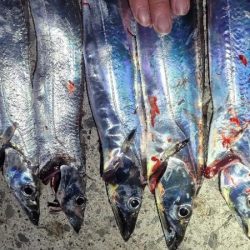 アタリはあるも散発的