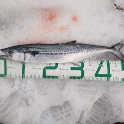 サゴシ終わりかな？