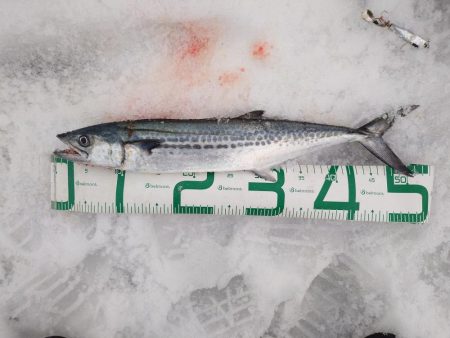 サゴシ終わりかな？