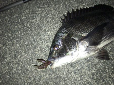 ワインドでマチヌゲット