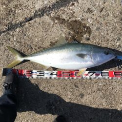 新年からのブリ