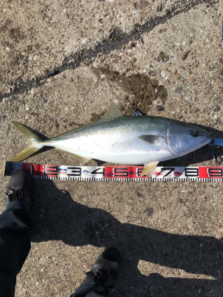 新年からのブリ