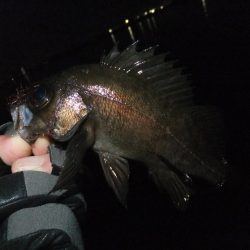 今日も渋かった