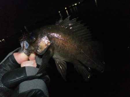 今日も渋かった