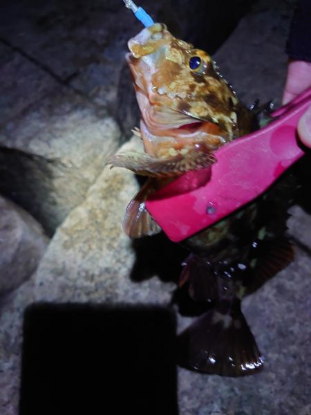 古宮漁港でメバリング