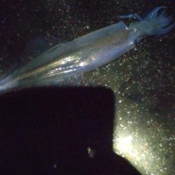 ヤリイカ3杯、アジ4匹