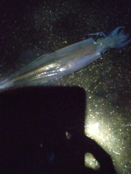 ヤリイカ3杯、アジ4匹