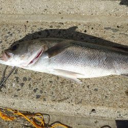 シーバスとチヌ。