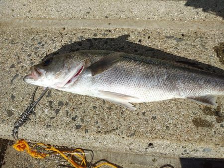 シーバスとチヌ。