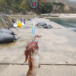 初釣りでアオリイカ