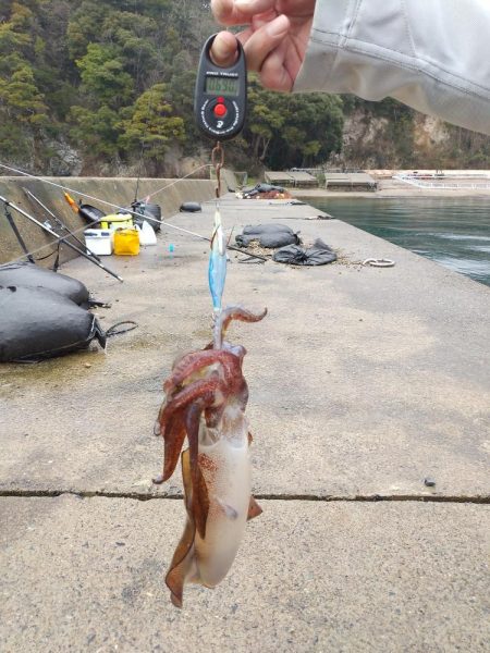 初釣りでアオリイカ
