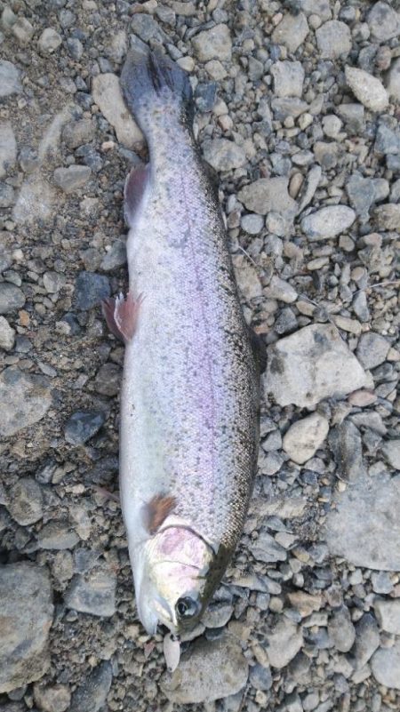 初釣りと初めてのエリアトラウト