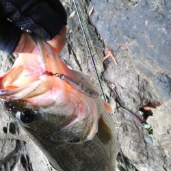 雨上がりの１本