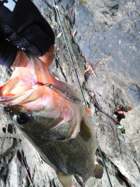 雨上がりの１本