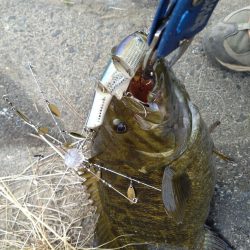 ハードアラバマで１本