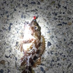 あけおめフィッシュ🎍🎣🎍