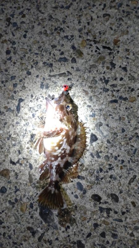 あけおめフィッシュ🎍🎣🎍