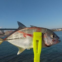 あけおめフィッシュ!