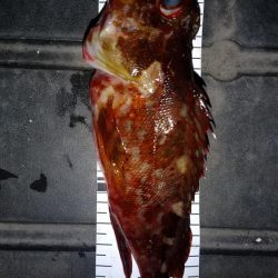 尺アジ狙いに！