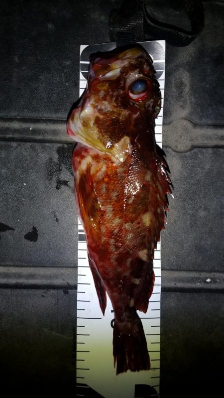 尺アジ狙いに！