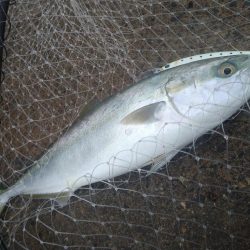 1月最後はフクラギラギ