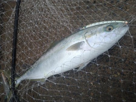 1月最後はフクラギラギ