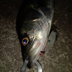 早朝のプチsalt water game😉