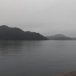 サゴシ跳ねてました