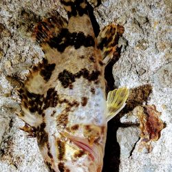 ぼっちで、レレレ連釣！