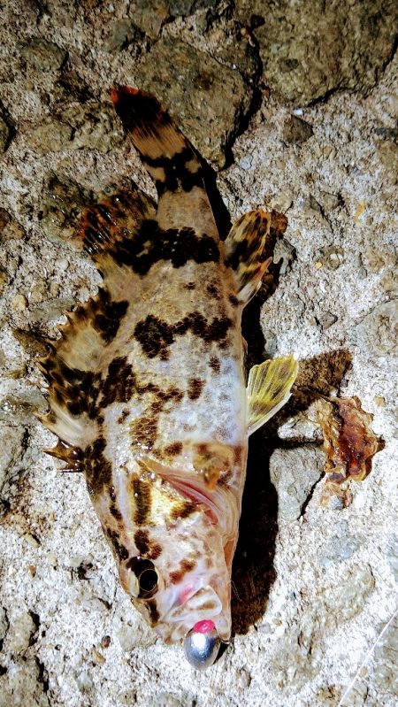 ぼっちで、レレレ連釣！