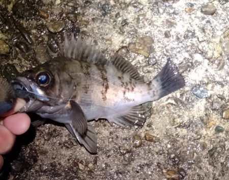 渋いメバリング