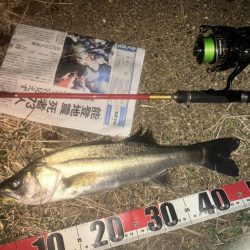 今季初シーバス