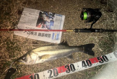 今季初シーバス