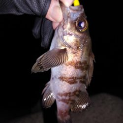 激渋初フィッシング