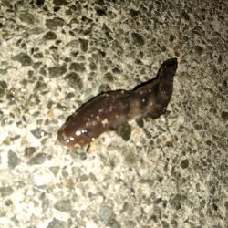 アジュール舞子でサビキとノマセ