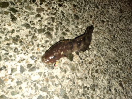 アジュール舞子でサビキとノマセ