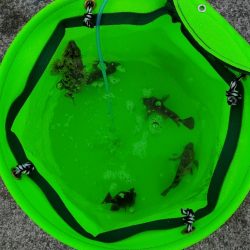 貝塚人口島 暗がり朝まづめサビキでガシラ