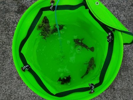 貝塚人口島 暗がり朝まづめサビキでガシラ