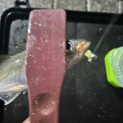 横風が強すぎる中