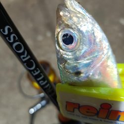 2024/01/01 南港ライトゲーム釣行 (アジ狙い)