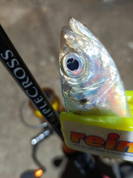 2024/01/01 南港ライトゲーム釣行 (アジ狙い)