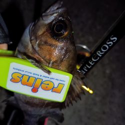 2024/01/02 南港ライトゲーム釣行 (メバル狙い)