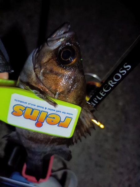 2024/01/02 南港ライトゲーム釣行 (メバル狙い)