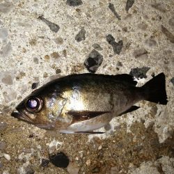 釣り物の移り変わり